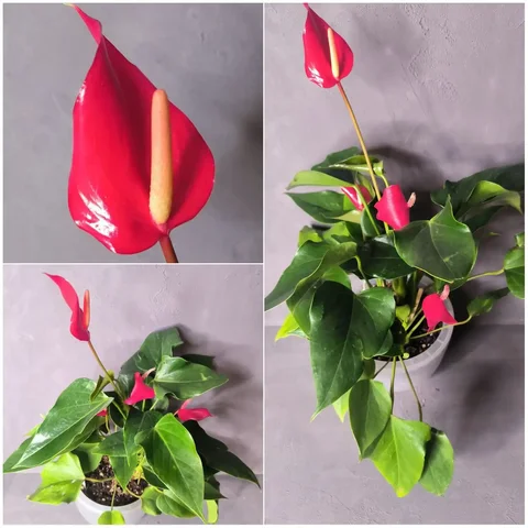 Взрослый куст Бандеролла Роджи - Садовые фигуры в Красноярск