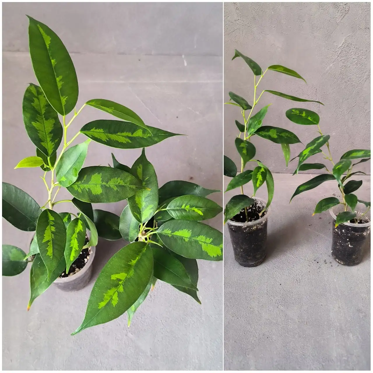 Фикус Денилайт - Комнатные растения (Хобби и отдых) в Красноярск