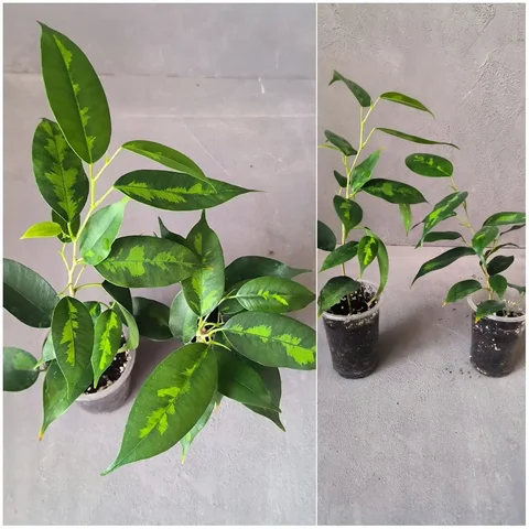 Фикус Денилайт - Садовые фигуры в Красноярск