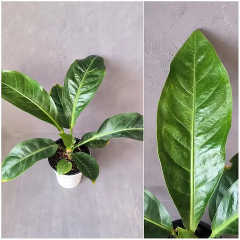 Антуриум с вариегатностью - Садовые фигуры в Красноярск