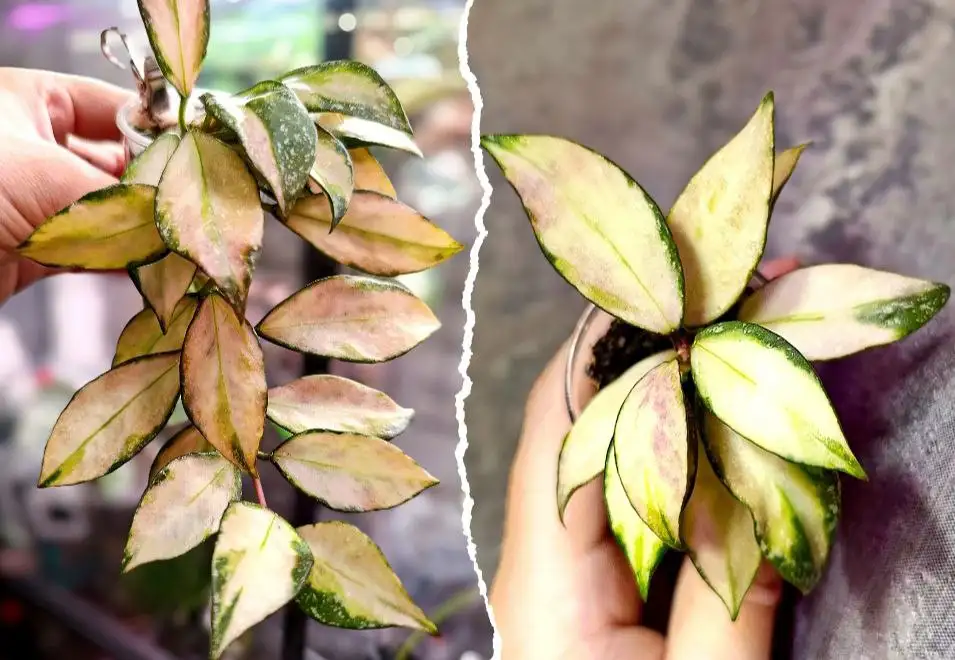 Продажа хойи набаваненсис вар. - Комнатные растения (Хобби и отдых) в Братск