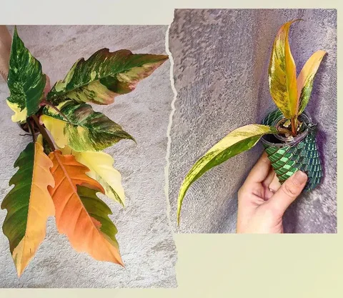 Продажа детки филодендрона карамель марбл вар - Яхты в Братск