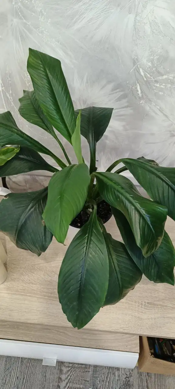 Розыгрыш комнатных растений в лотерею - Лотерея/Розыгрыш (Хобби и отдых) в Красноярск