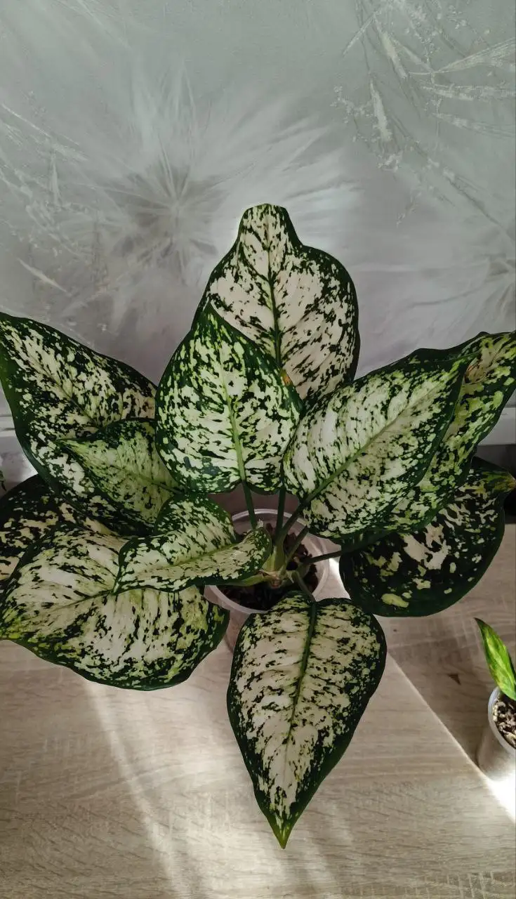 Розыгрыш комнатных растений в лотерею - Лотерея/Розыгрыш (Хобби и отдых) в Красноярск