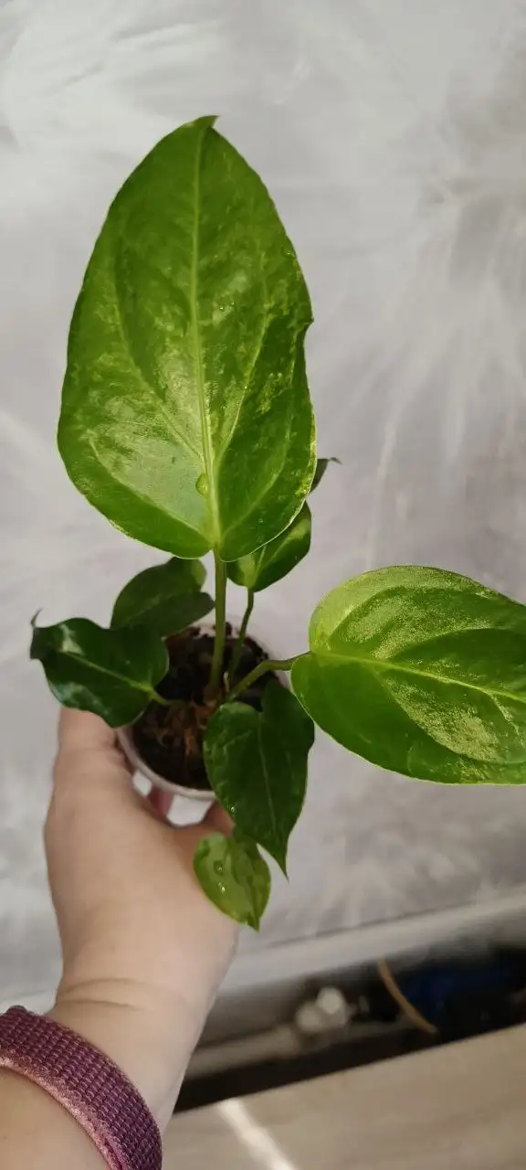 Розыгрыш комнатных растений в лотерею - Лотерея/Розыгрыш (Хобби и отдых) в Красноярск