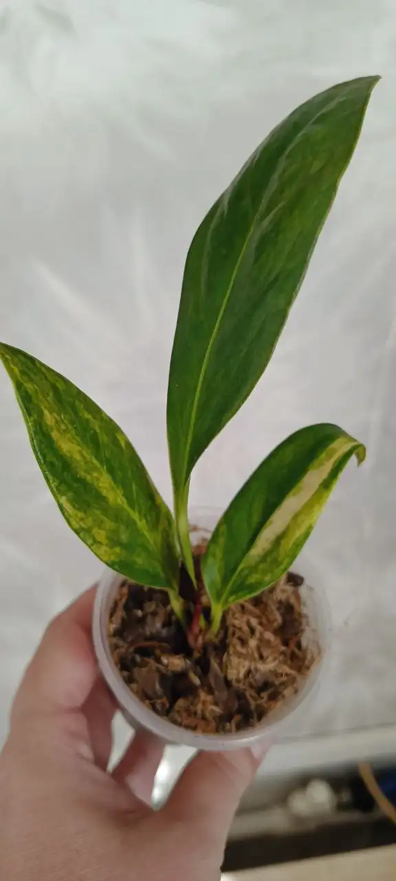 Розыгрыш комнатных растений в лотерею - Лотерея/Розыгрыш (Хобби и отдых) в Красноярск