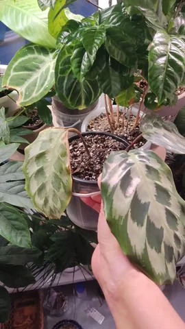 Продам калатею комнатное растение - Садовые фигуры в Красноярск