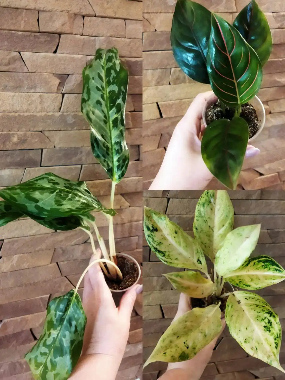 Аглаонемы комнатные растения - Комнатные растения (Хобби и отдых) в Красноярск