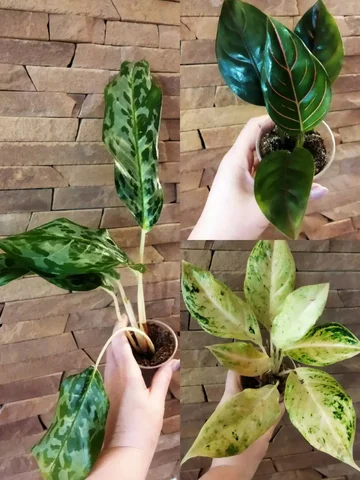 Аглаонемы комнатные растения - Садовые фигуры в Красноярск