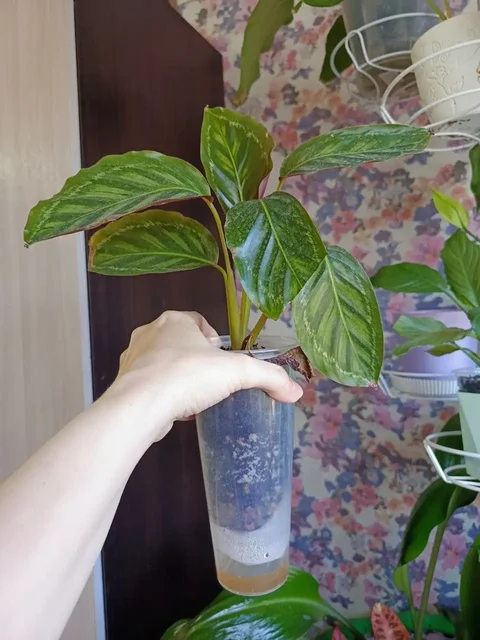 Комнатные растения в Красноярске - Садовые фигуры в Красноярск