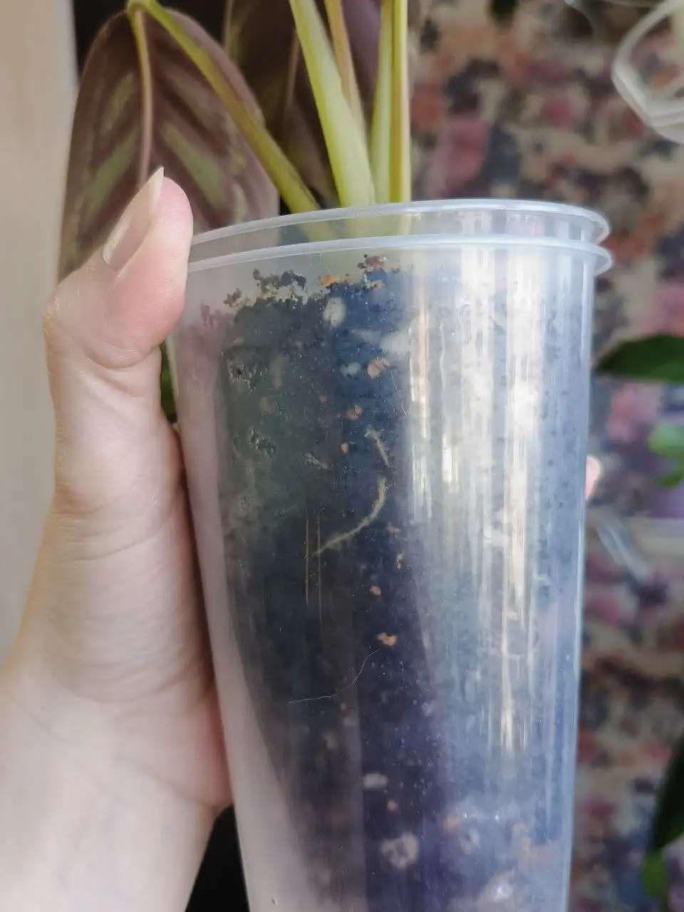 Комнатные растения в Красноярске - Комнатные растения (Хобби и отдых) в Красноярск