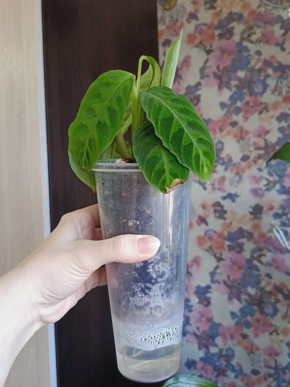 Комнатные растения в Красноярске - Комнатные растения (Хобби и отдых) в Красноярск