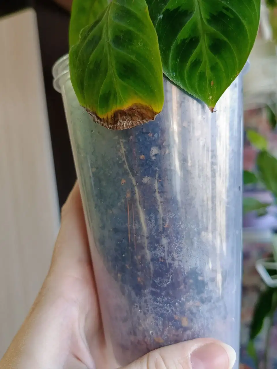 Комнатные растения в Красноярске - Комнатные растения (Хобби и отдых) в Красноярск