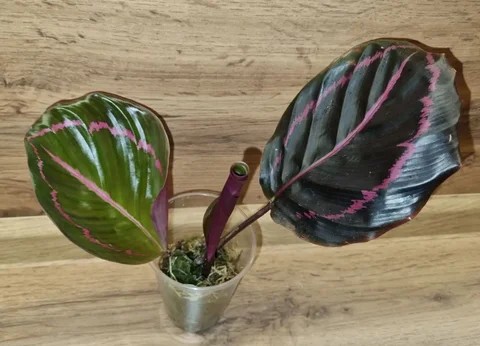Калатея Розеопикта Дотти с фитильным поливом - Спортивное оборудование в Красноярск