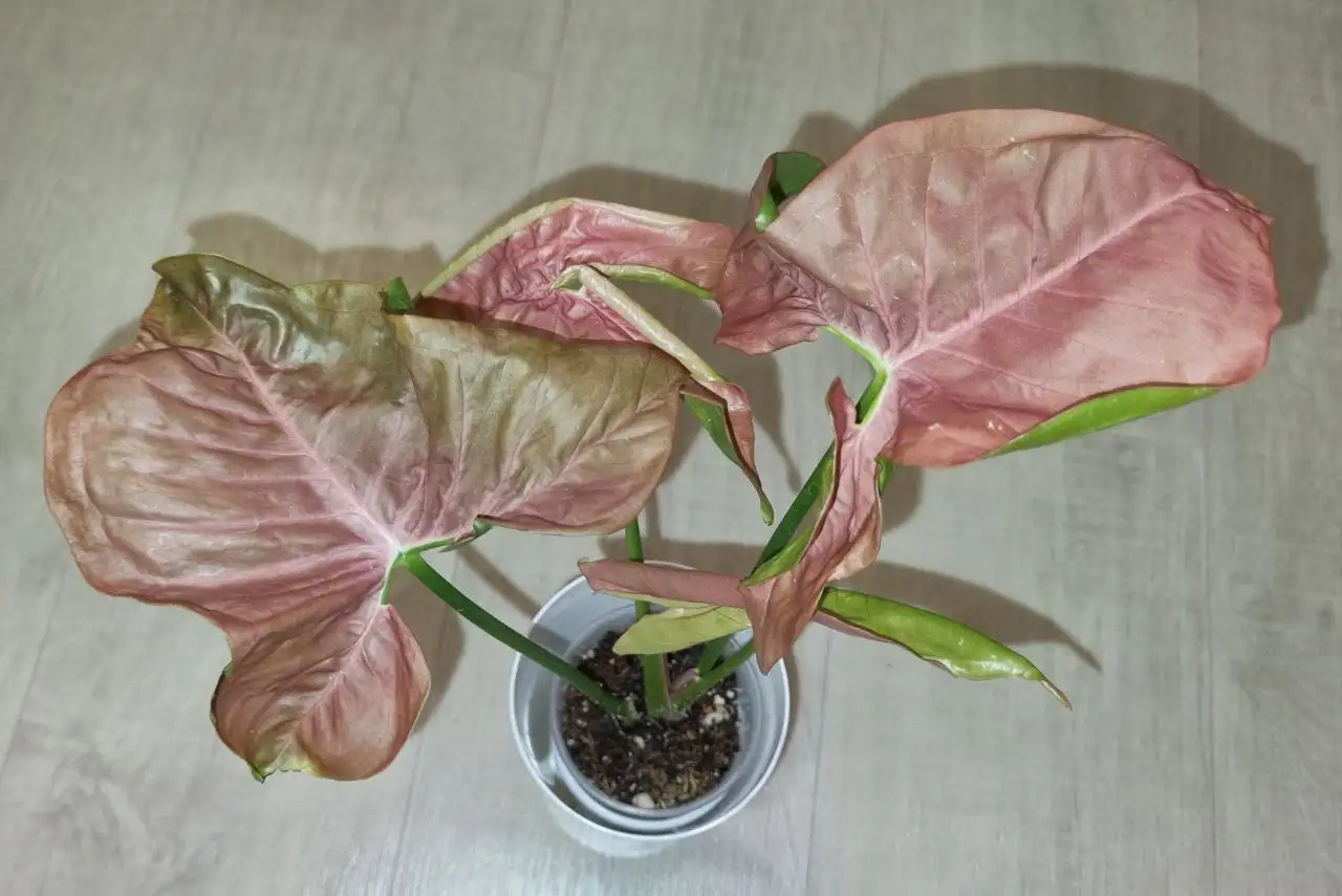 Сингониум Пинк Неон с фитилем - Комнатные растения (Хобби и отдых) в Красноярск