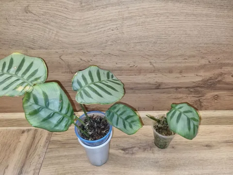 Калатея Бэлла Карлина с фитильным поливом - частное объявление в Красноярск