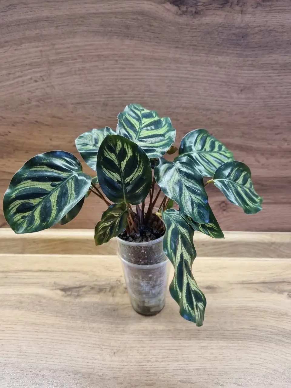 Калатея Макоя - Комнатные растения (Хобби и отдых) в Красноярск