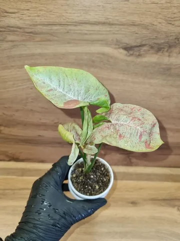 Сингониум Dazzle color (Дазл Колор) - Спортивное оборудование в Красноярск