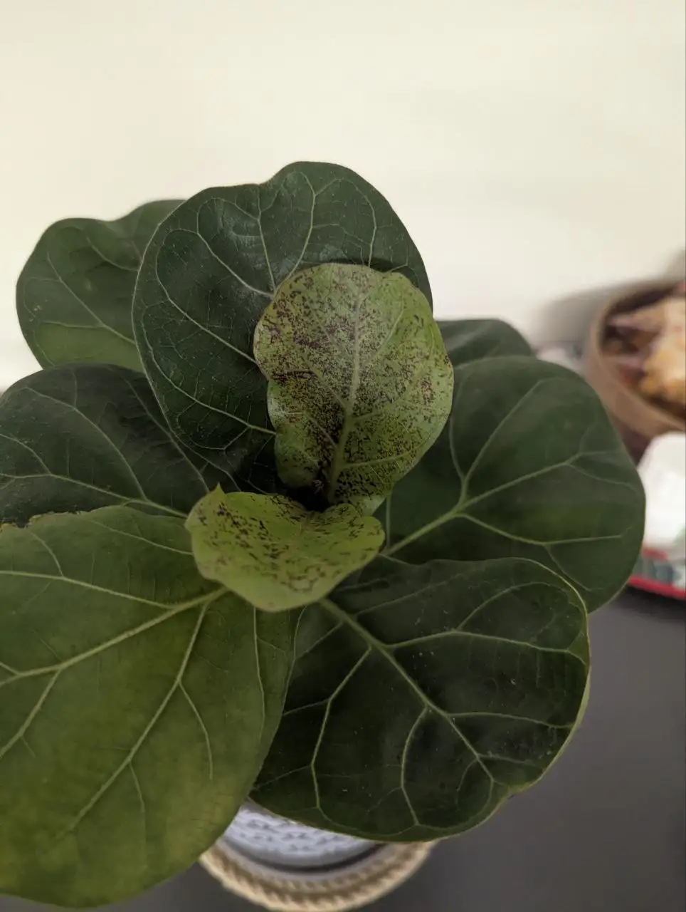 Помощь с фикусом лирата - Комнатные растения (Хобби и отдых) в Красноярск