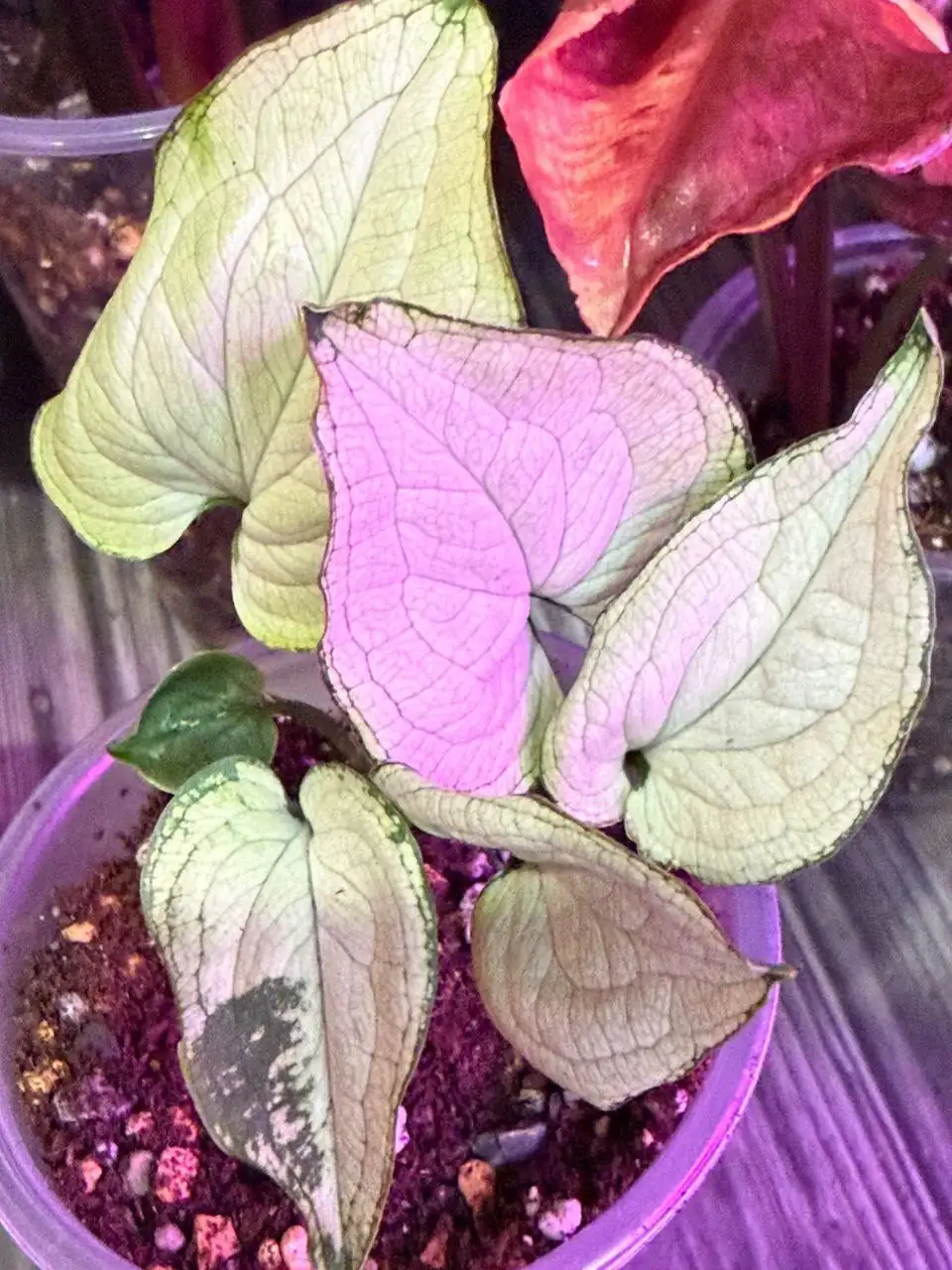 Комнатные растения - Комнатные растения (Хобби и отдых) в Красноярск