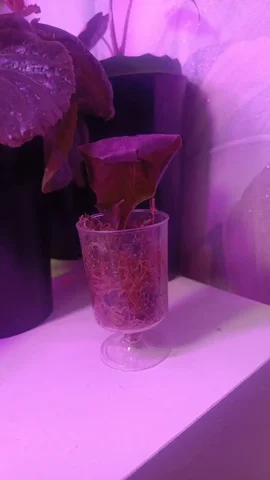 Алоказия Мишольца нуждается в спасении - Самокаты в Красноярск