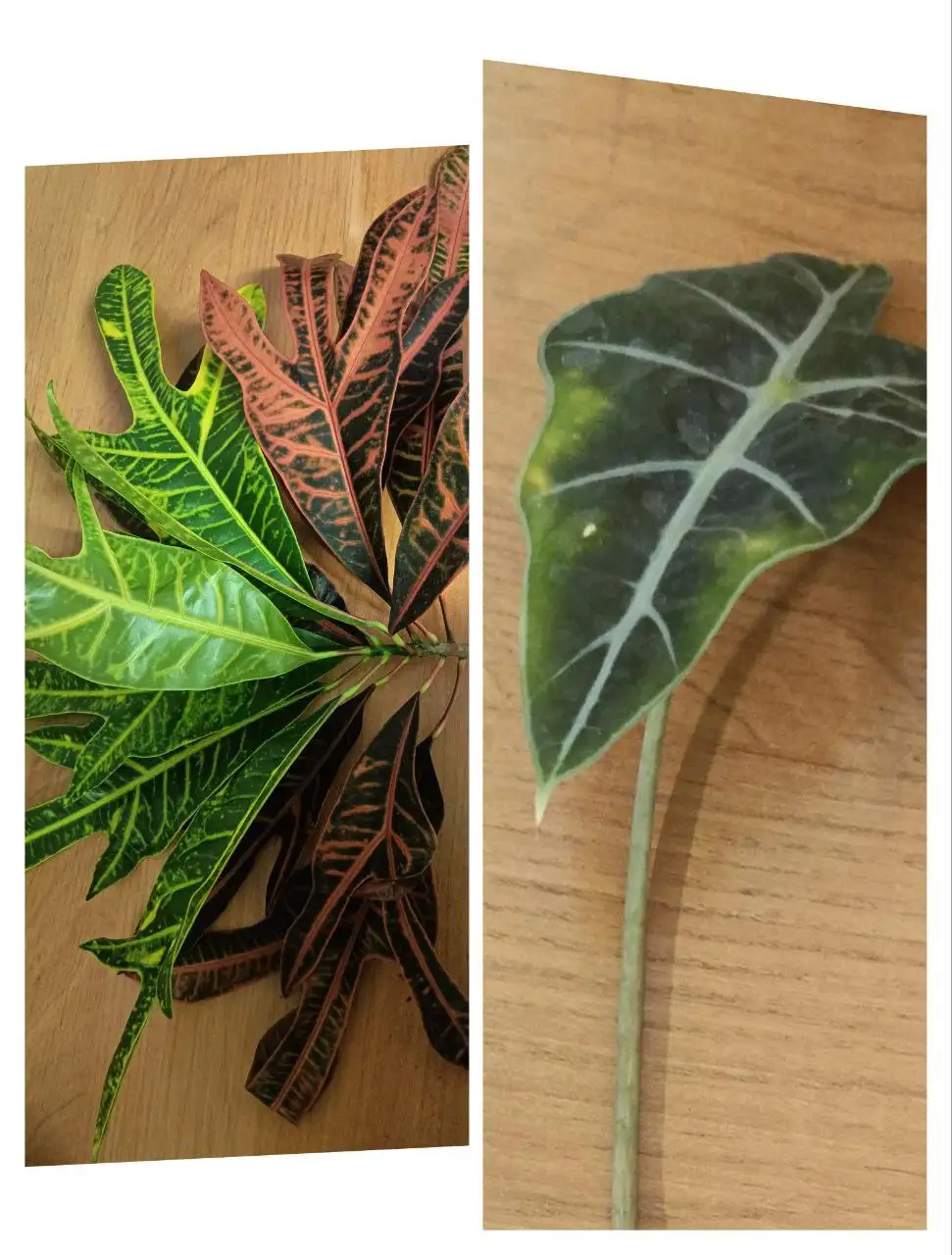 Определение видов комнатных растений кротон и алоказия - Растения (Хобби и отдых) в Красноярск