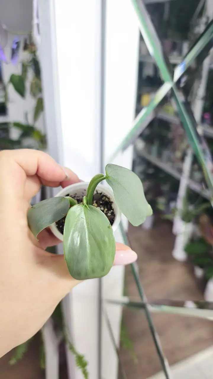 Распродажа комнатных растений - Комнатные растения (Хобби и отдых) в Красноярск