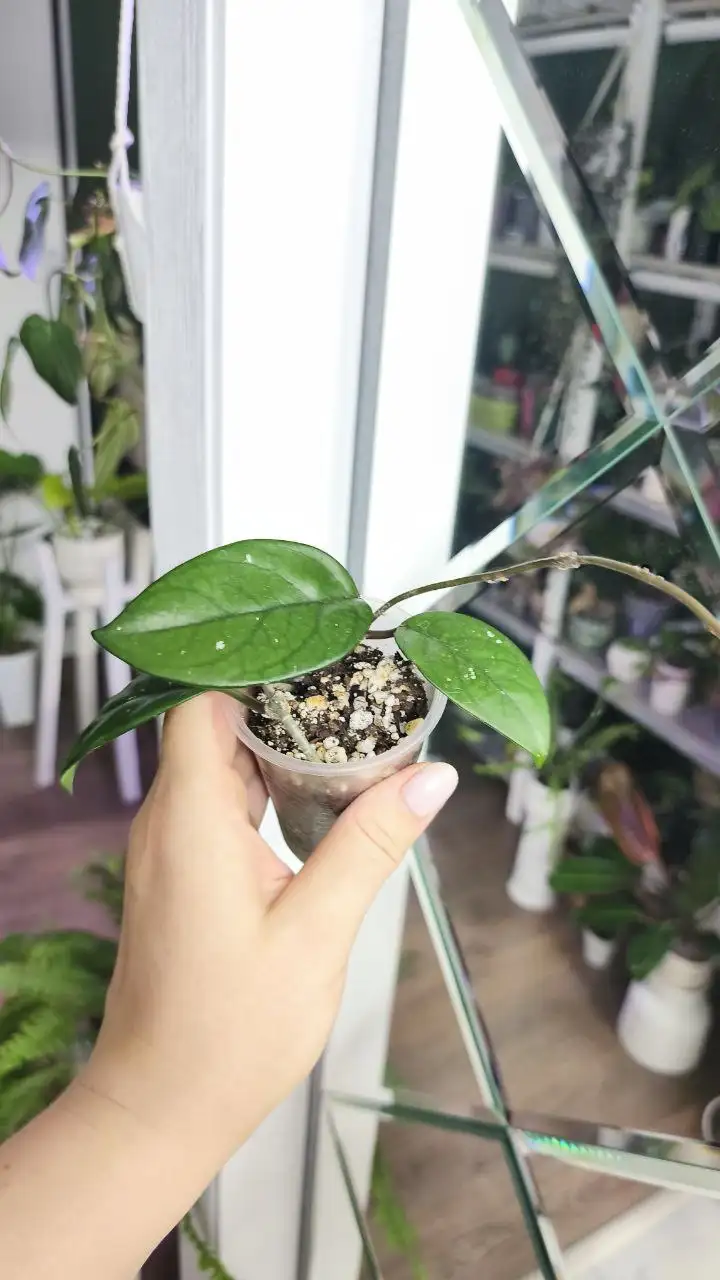 Распродажа комнатных растений - Комнатные растения (Хобби и отдых) в Красноярск