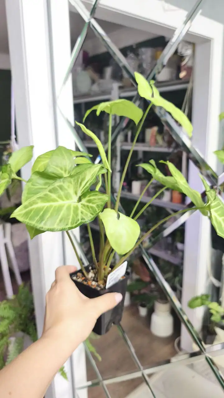 Распродажа комнатных растений - Комнатные растения (Хобби и отдых) в Красноярск