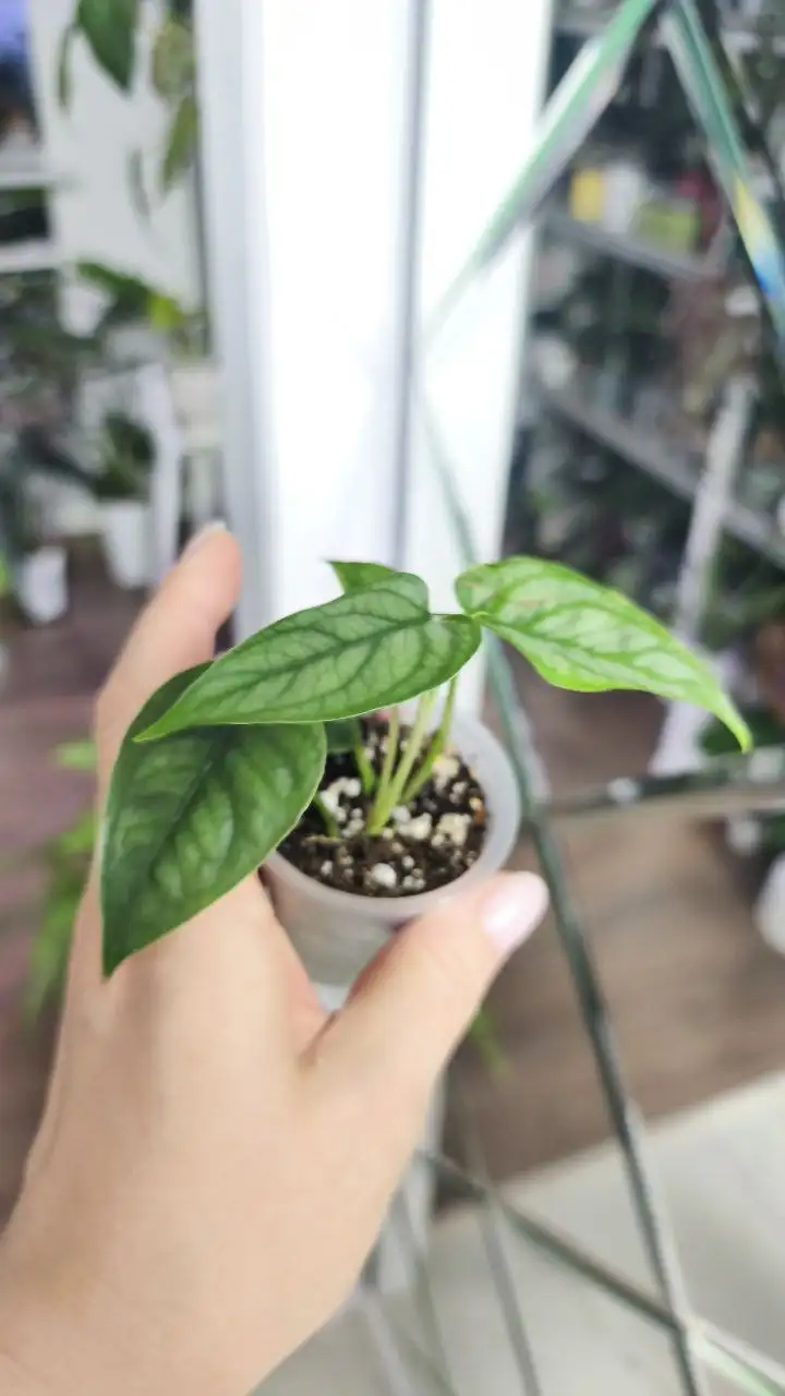 Распродажа комнатных растений - Комнатные растения (Хобби и отдых) в Красноярск