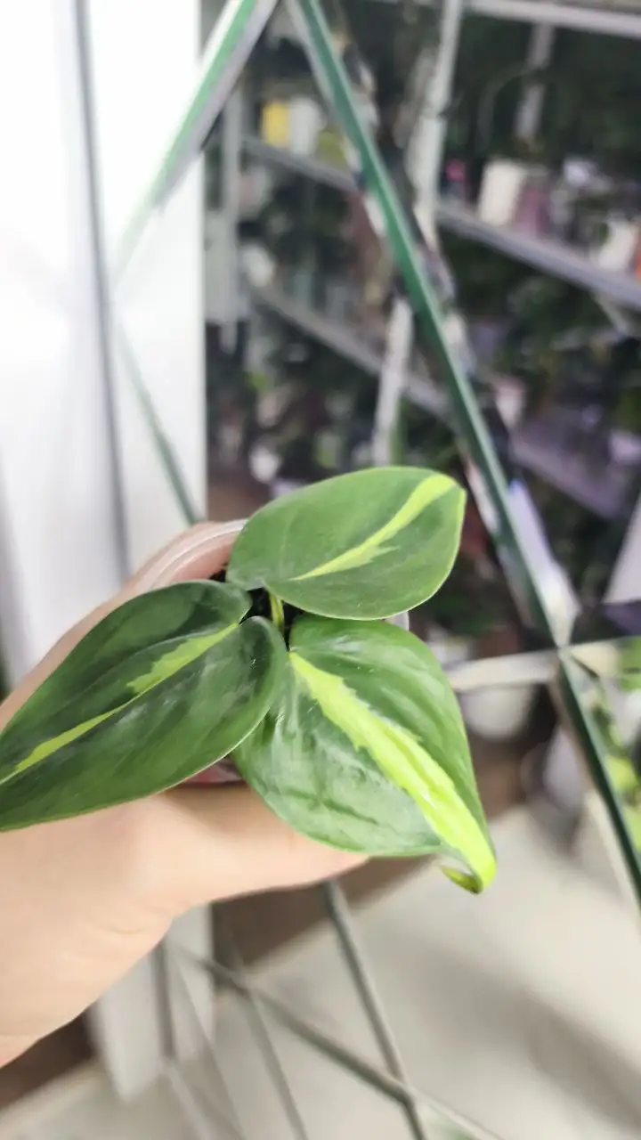 Распродажа комнатных растений - Комнатные растения (Хобби и отдых) в Красноярск