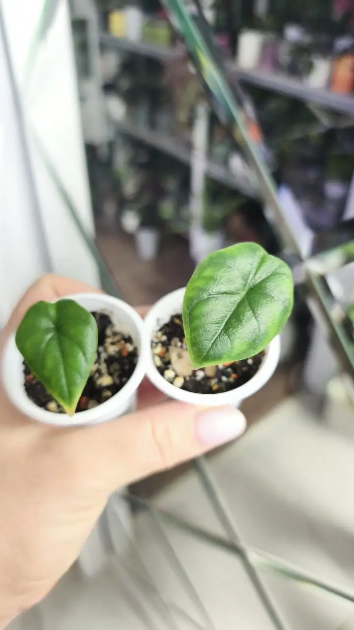 Распродажа комнатных растений - Комнатные растения (Хобби и отдых) в Красноярск