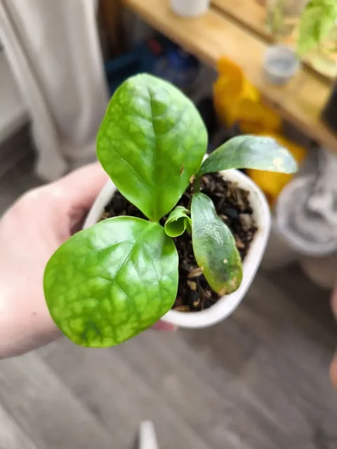 Комнатные растения в Красноярске - Самокаты в Красноярск