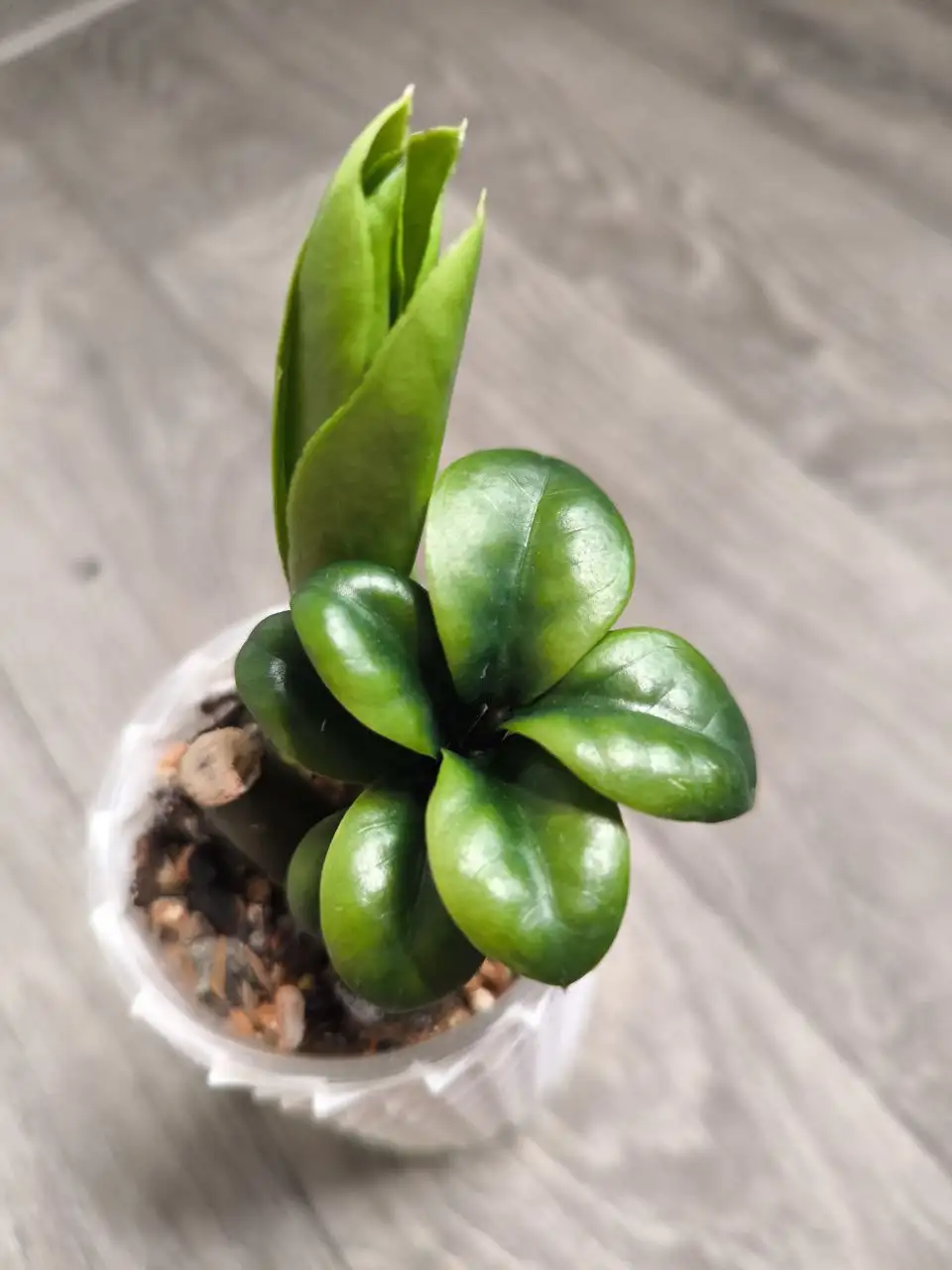 Комнатные растения в Красноярске - Комнатные растения (Хобби и отдых) в Красноярск