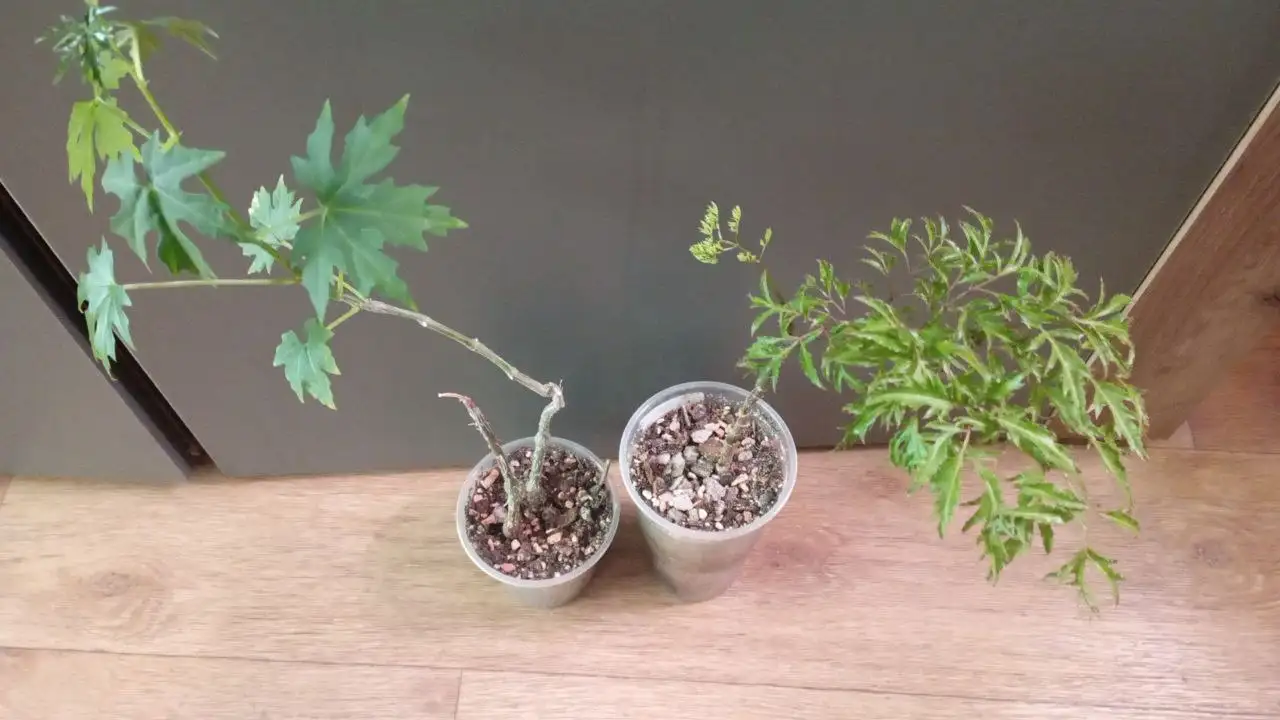 Продажа полисциаса и циссуса каудексного - Комнатные растения (Хобби и отдых) в Красноярск