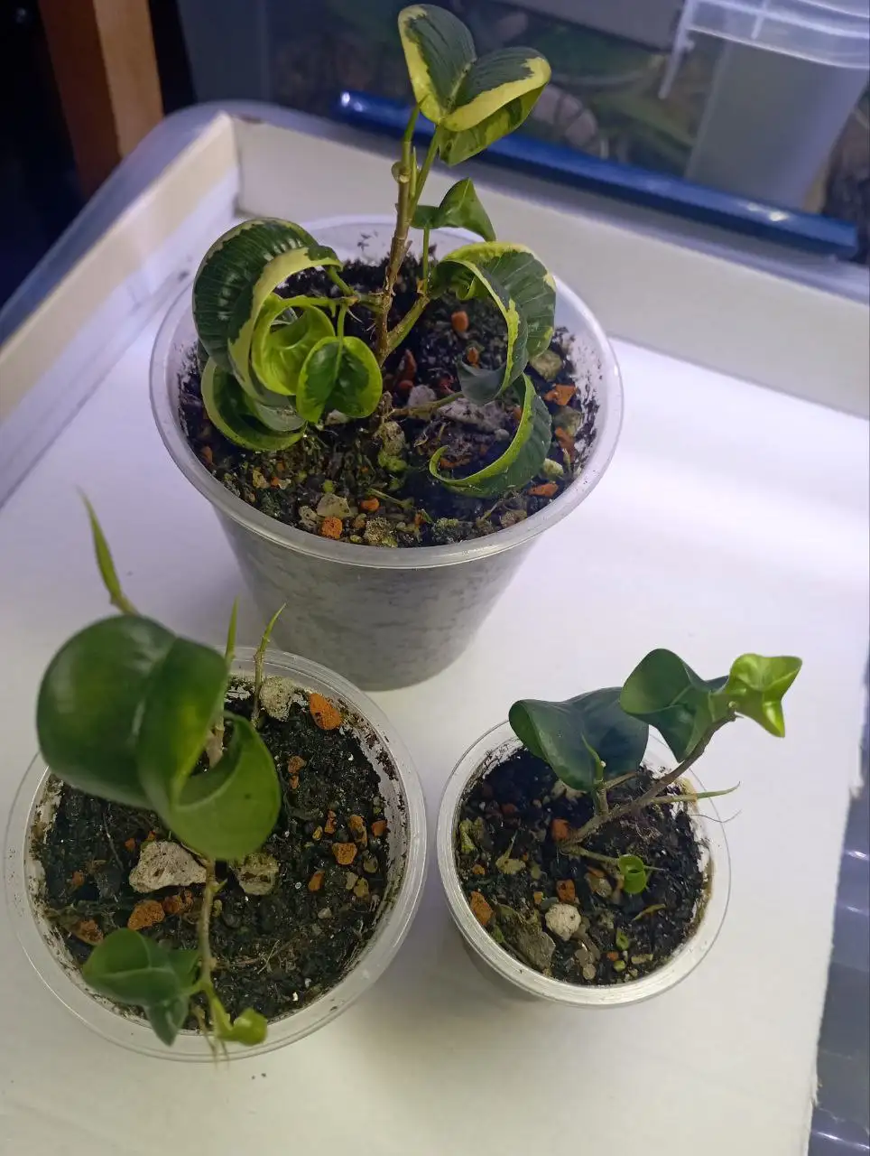Фикусята Барок и Букле - Комнатные растения (Хобби и отдых) в Красноярск