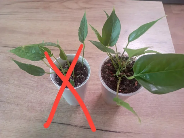 Антуриум Шугар Букет - Спортивное оборудование в Красноярск