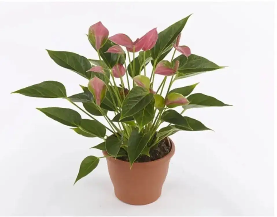 Антуриум Шугар Букет - Комнатные растения (Барахолка) в Красноярск