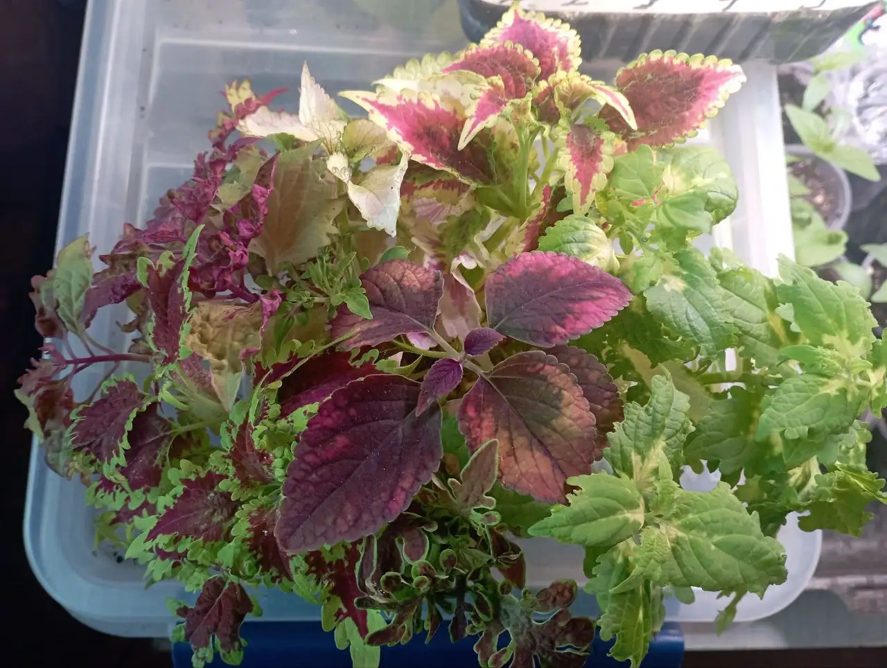 Продажа колеусов разных сортов - Комнатные растения (Хобби и отдых) в Красноярск