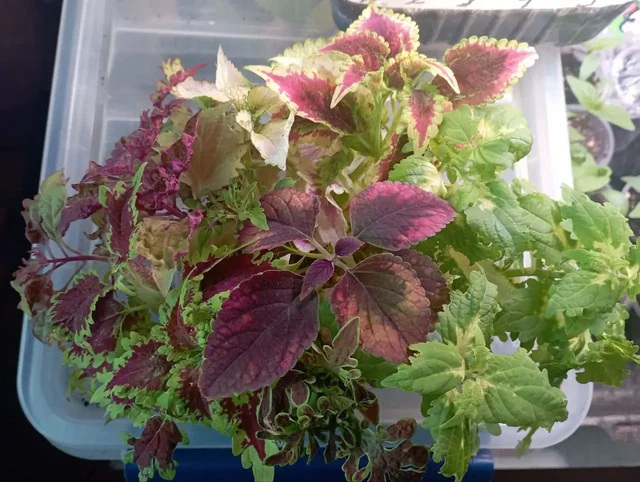 Продажа колеусов разных сортов - Самокаты в Красноярск