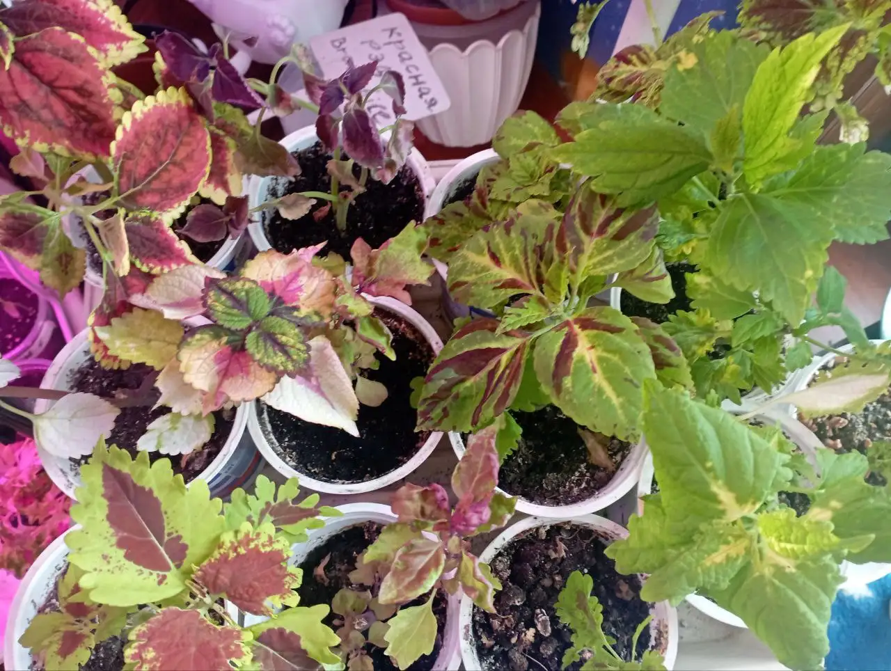 Продажа колеусов разных сортов - Комнатные растения (Хобби и отдых) в Красноярск