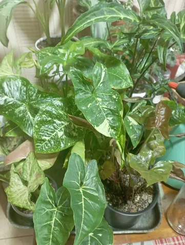 Продажа сингониумов различных сортов - Самокаты в Красноярск