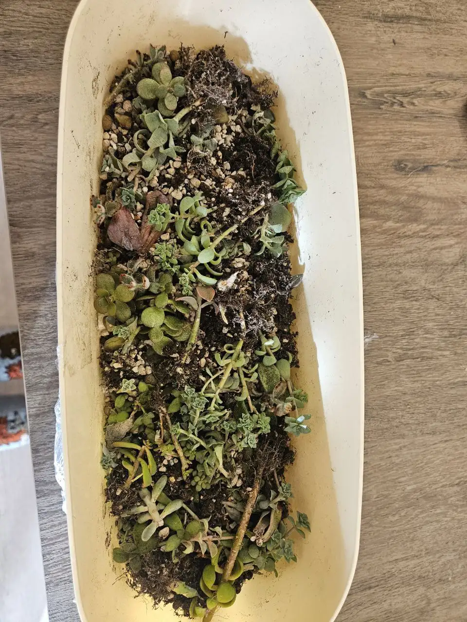 Отдам малышей суккулентов - Комнатные растения (Хобби и отдых) в Красноярск