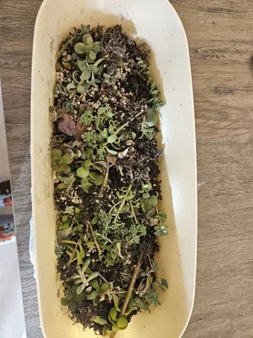 Отдам малышей суккулентов - Самокаты в Красноярск