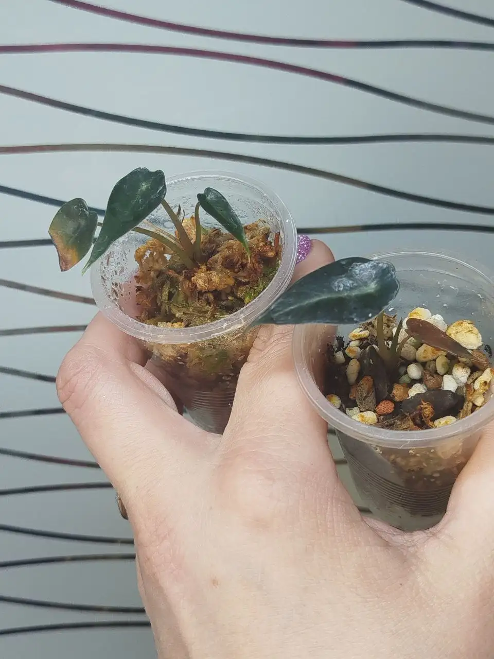 Продажа бамбинок - Барахолка в Красноярск