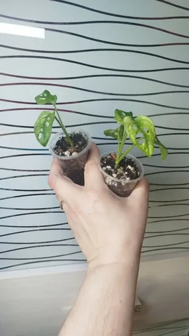 Монстерки комнатные растения - Самокаты в Красноярск