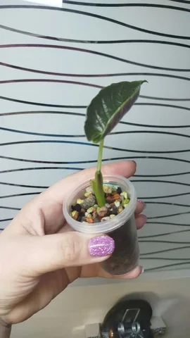 Анторо вельвет - Самокаты в Красноярск