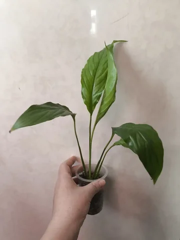 Продается спатифиллум - частное объявление в Красноярск