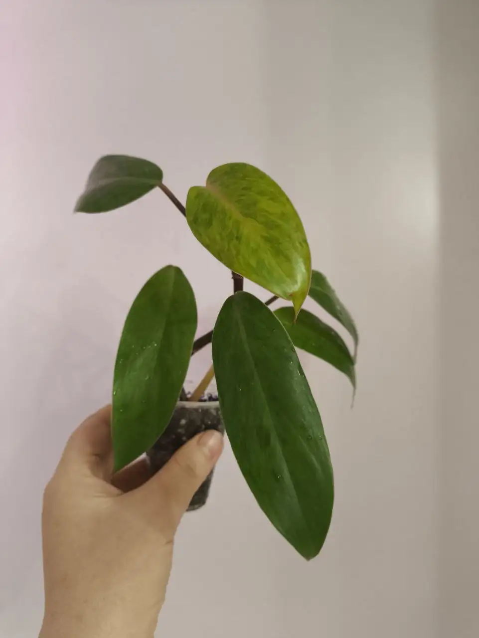 Филодендрон Медуза или Расписная Леди - Комнатные растения (Хобби и отдых) в Красноярск