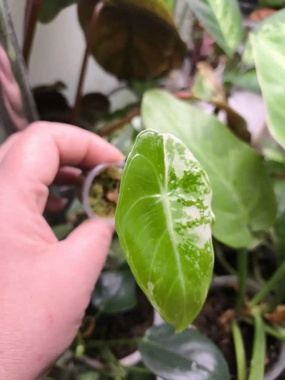 Продажа Алоказии Лонгилоба - Комнатные растения (Хобби и отдых) в Красноярск